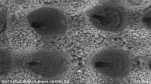 fs laser surface processing micro structure_Nitinol Titanium